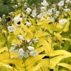 Bugatölcsér - Penstemon digitalis ‘Goldfinger’