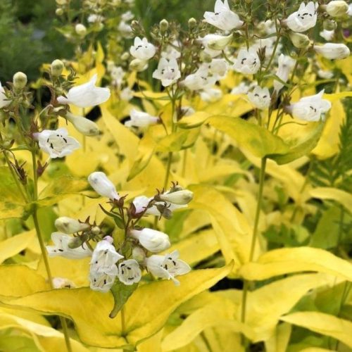Bugatölcsér - Penstemon digitalis ‘Goldfinger’
