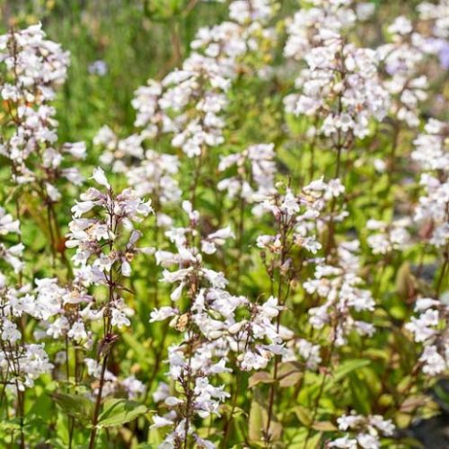 Bugatölcsér - Penstemon digitalis ‘Goldfinger’
