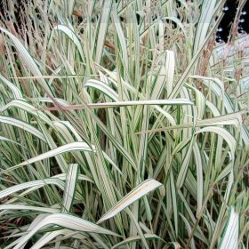 Pántlikafű - Phalaris arundinacea 'Feesey'