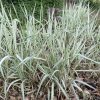 Pántlikafű - Phalaris arundinacea 'Feesey'