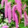 Vérfű - Sanguisorba hakusanensis 'Lilac Squirrel'
