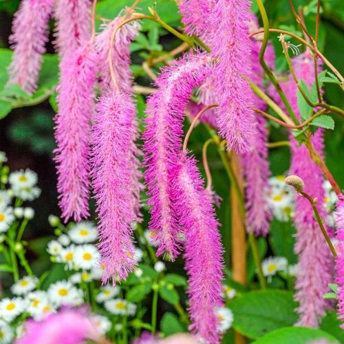 Vérfű - Sanguisorba hakusanensis 'Lilac Squirrel'