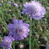 Ördögszem - Scabiosa columbaria 'Butterfly Blue'