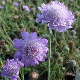 Ördögszem - Scabiosa columbaria 'Butterfly Blue'