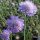Ördögszem - Scabiosa columbaria 'Butterfly Blue'