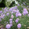 Ördögszem - Scabiosa columbaria 'Butterfly Blue'