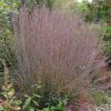 Csomósperje -  Schizachyrium scoparium 'Standing Ovation'