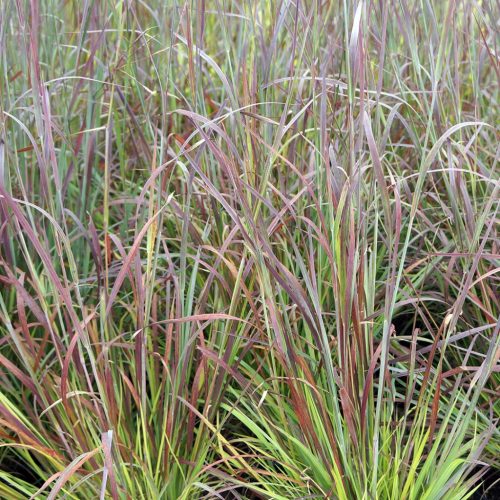 Csomósperje -  Schizachyrium scoparium 'Standing Ovation'