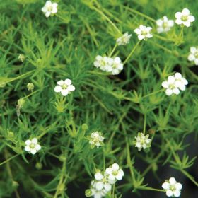 Zöldhúr - Sagina subulata ‘Aurea’