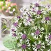 Hegyi imola - Centaurea montana Amethyst in Snow