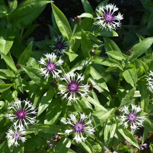Hegyi imola - Centaurea montana Amethyst in Snow