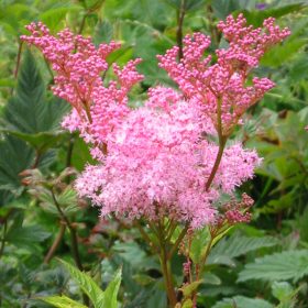 Magas legyezőfű - Filipendula rubra 'Venusta'