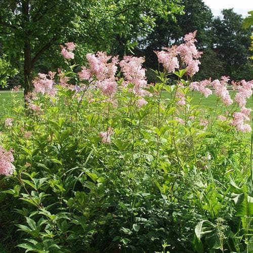 Magas legyezőfű - Filipendula rubra 'Venusta'