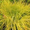 Zsombéksás -  Carex elata 'Aurea'
