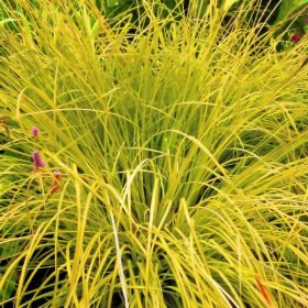 Zsombéksás -  Carex elata 'Aurea'
