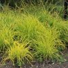 Zsombéksás -  Carex elata 'Aurea'