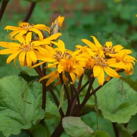 Kínai hamuvirág - Ligularia dentata ‘Desdemona’