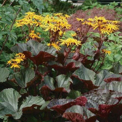 Kínai hamuvirág - Ligularia dentata ‘Desdemona’