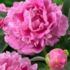 Lágyszárú bazsarózsa - Paeonia lactiflora ‘Jacorma’