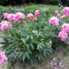 Lágyszárú bazsarózsa - Paeonia lactiflora ‘Jacorma’