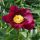 Lágyszárú bazsarózsa - Paeonia lactiflora 'Miss Mary'