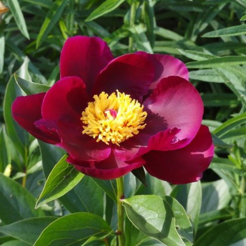 Lágyszárú bazsarózsa - Paeonia lactiflora 'Miss Mary'