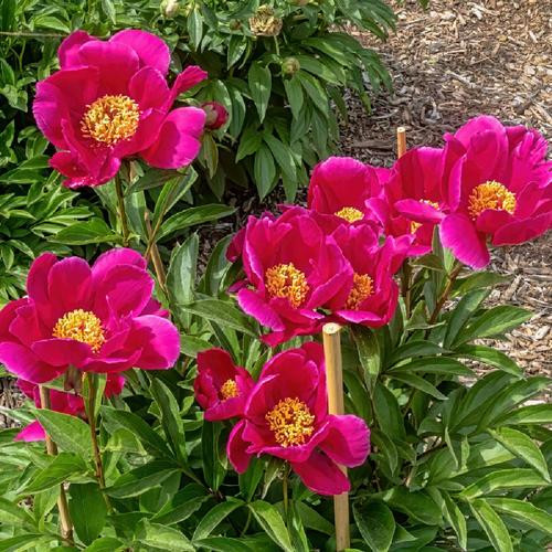 Lágyszárú bazsarózsa - Paeonia lactiflora 'Miss Mary'