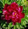 Lágyszárú bazsarózsa - Paeonia lactiflora 'Peter Brand'