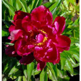   Lágyszárú bazsarózsa - Paeonia lactiflora 'Peter Brand'