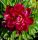 Lágyszárú bazsarózsa - Paeonia lactiflora 'Peter Brand'