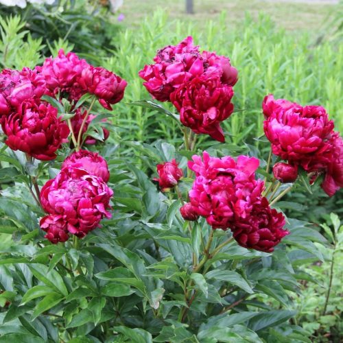 Lágyszárú bazsarózsa - Paeonia lactiflora 'Peter Brand'