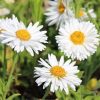 Havasi őszirózsa – Aster alpinus 'Beauty White'