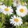 Havasi őszirózsa – Aster alpinus 'Beauty White'