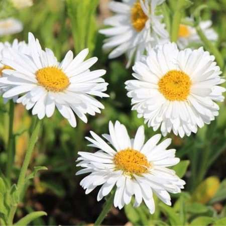 Havasi őszirózsa – Aster alpinus 'Beauty White'