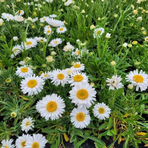 Havasi őszirózsa – Aster alpinus 'Beauty White'