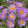 Havasi őszirózsa - Aster alpinus ‘Happy End’