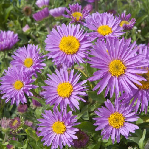 Havasi őszirózsa - Aster alpinus ‘Happy End’