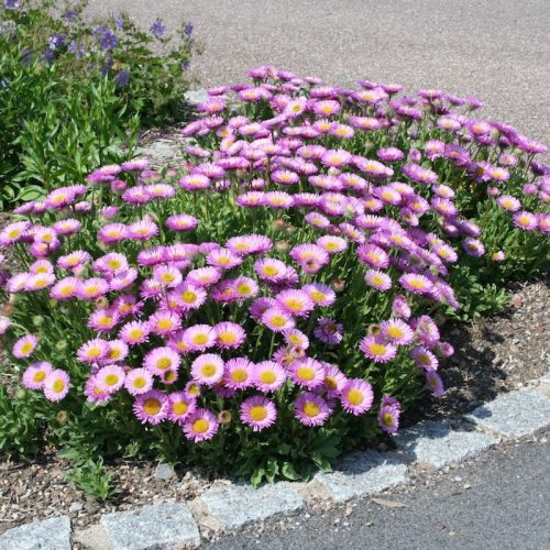 Havasi őszirózsa - Aster alpinus ‘Happy End’