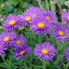 Havasi őszirózsa -  'Aster alpinus Violet'