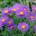 Havasi őszirózsa -  'Aster alpinus Violet'