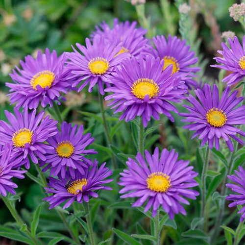 Havasi őszirózsa -  'Aster alpinus Violet'