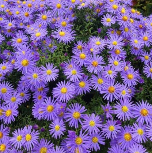 Havasi őszirózsa -  'Aster alpinus Violet'