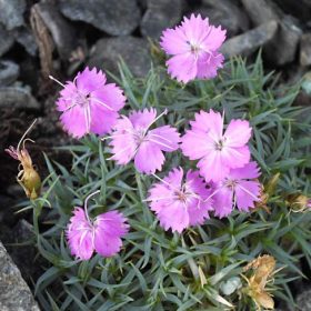 Törpe szegfű - Dianthus webbianus