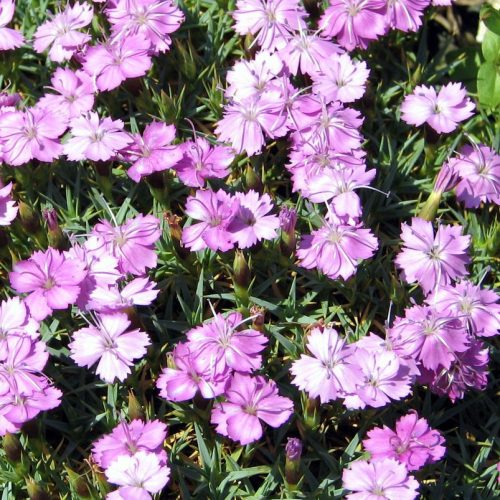 Törpe szegfű - Dianthus webbianus
