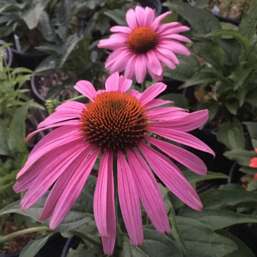 Bíbor kasvirág – Echinacea purpurea 'Prairie Splendor Deep Rose'
