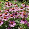 Bíbor kasvirág – Echinacea purpurea 'Prairie Splendor Deep Rose'