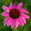 Bíbor kasvirág – Echinacea purpurea 
