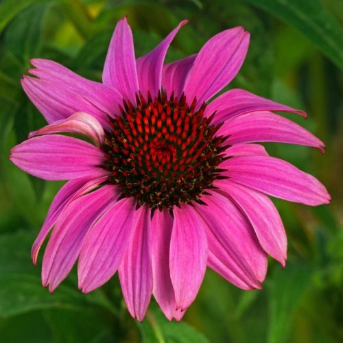 Bíbor kasvirág – Echinacea purpurea 