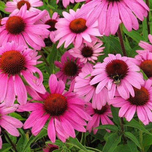 Bíbor kasvirág – Echinacea purpurea 